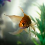 A graceful goldfish swims amidst aquatic plants in a serene aquarium setting.